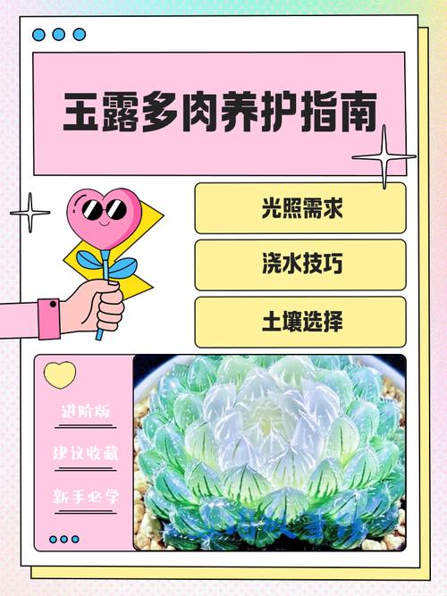 塑料瓶扣多肉上，多肉套上塑料袋-第2张图片-优品飞百科