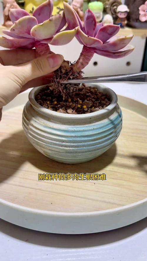 塑料瓶扣多肉上，多肉套上塑料袋-第4张图片-优品飞百科