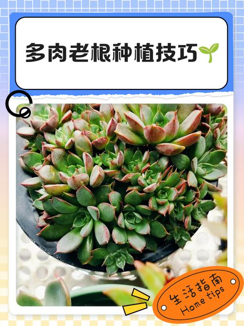 塑料瓶扣多肉上，多肉套上塑料袋-第6张图片-优品飞百科