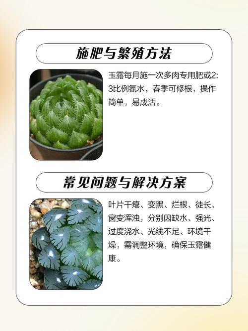 塑料瓶扣多肉上，多肉套上塑料袋-第7张图片-优品飞百科