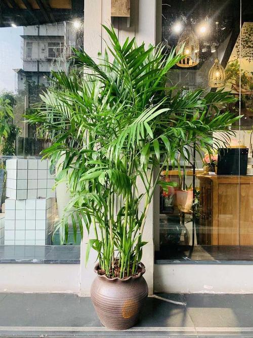 如何给夏威夷椰子换盆？夏威夷椰子怎么浇水？