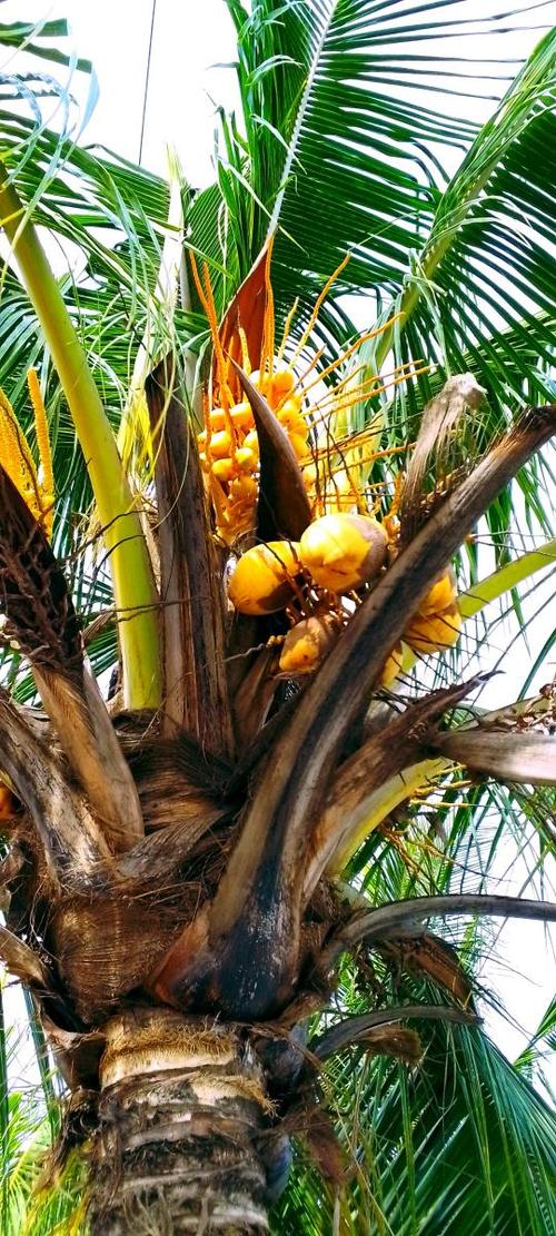 如何给夏威夷椰子换盆?夏威夷椰子怎么浇水?-第4张图片-优品飞百科 如何给夏威夷椰子换盆?夏威夷椰子怎么浇水?-第4张图片-优品飞百科