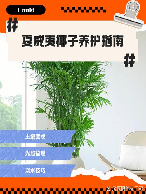 如何给夏威夷椰子换盆?夏威夷椰子怎么浇水?-第5张图片-优品飞百科 如何给夏威夷椰子换盆?夏威夷椰子怎么浇水?-第5张图片-优品飞百科