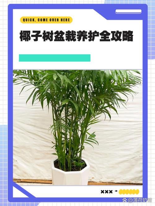 如何给夏威夷椰子换盆?夏威夷椰子怎么浇水?-第8张图片-优品飞百科 如何给夏威夷椰子换盆?夏威夷椰子怎么浇水?-第8张图片-优品飞百科