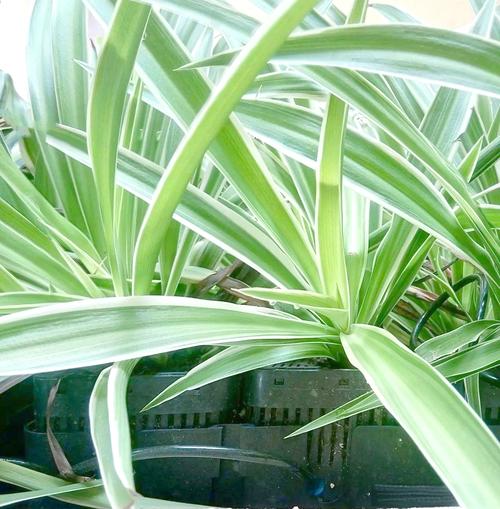 银边吊兰的养殖方法和养殖方法，银边吊兰的功效与作用