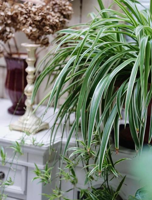 银边吊兰的养殖方法和养殖方法，银边吊兰的功效与作用-第2张图片-优品飞百科