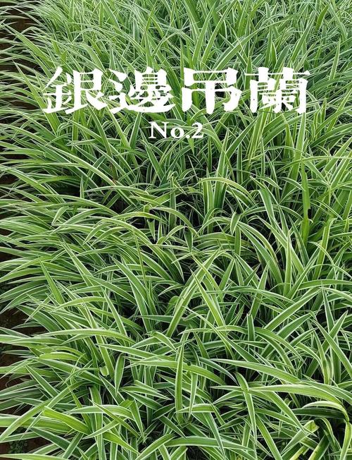 银边吊兰的养殖方法和养殖方法，银边吊兰的功效与作用-第3张图片-优品飞百科