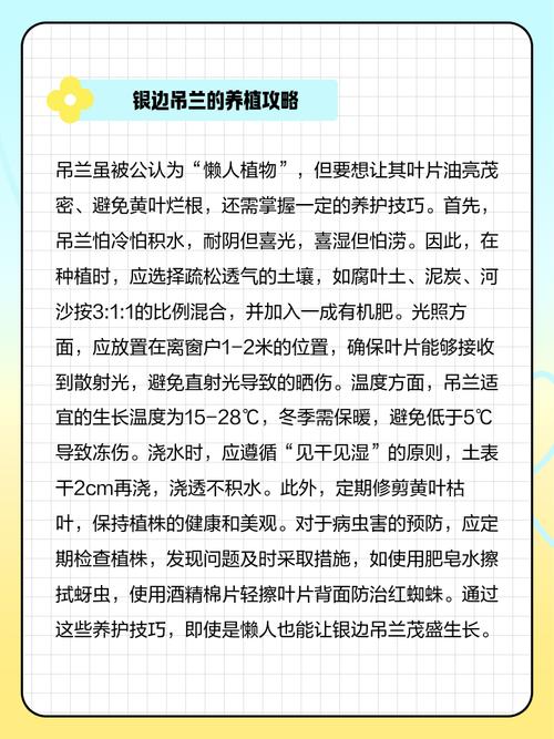 银边吊兰的养殖方法和养殖方法，银边吊兰的功效与作用-第4张图片-优品飞百科