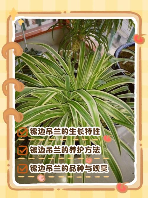 银边吊兰的养殖方法和养殖方法，银边吊兰的功效与作用-第5张图片-优品飞百科