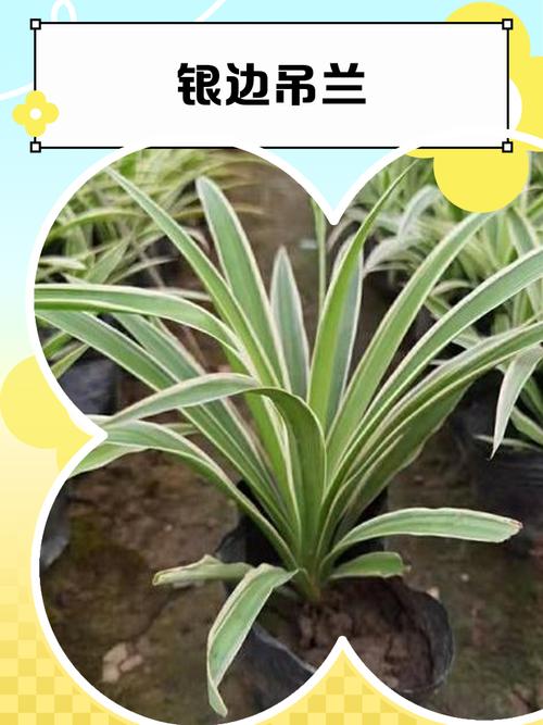 银边吊兰的养殖方法和养殖方法，银边吊兰的功效与作用-第6张图片-优品飞百科