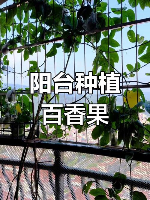 百香果怎样剪枝才高产？百香果的剪枝方法？