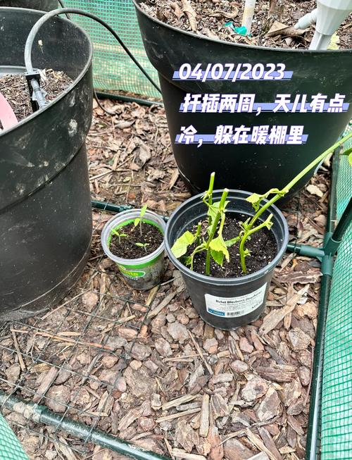 百香果怎样剪枝才高产？百香果的剪枝方法？-第2张图片-优品飞百科