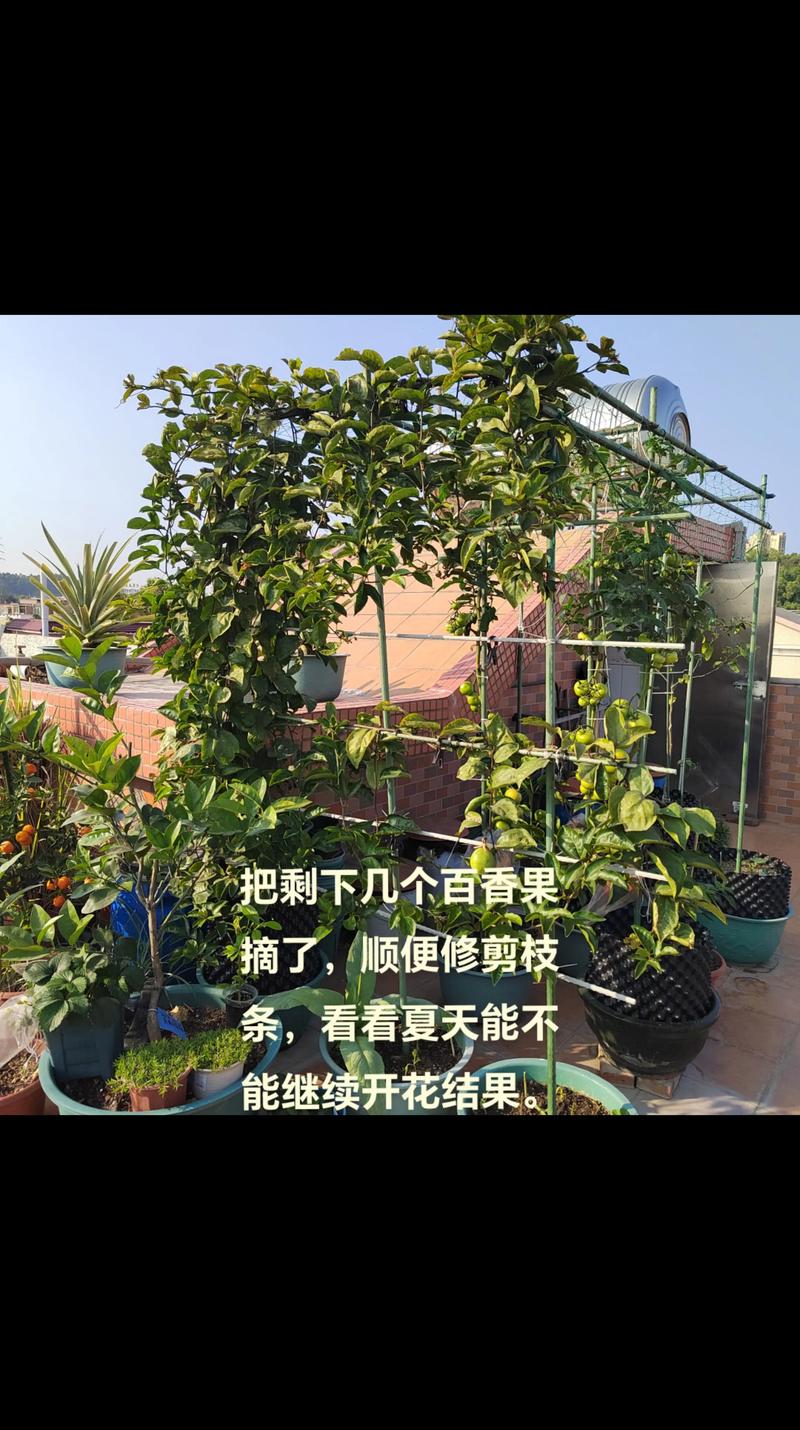 百香果怎样剪枝才高产？百香果的剪枝方法？-第3张图片-优品飞百科