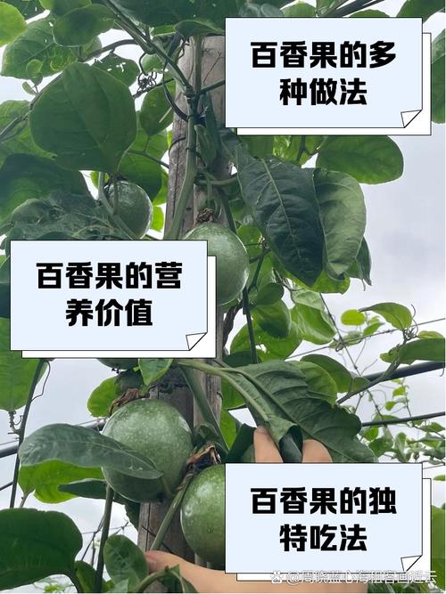 百香果怎样剪枝才高产？百香果的剪枝方法？-第4张图片-优品飞百科
