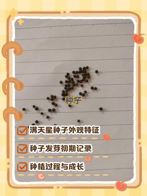 满天星种子一盆放几个，是什么颜色？满天星种子种几粒？-第1张图片-优品飞百科