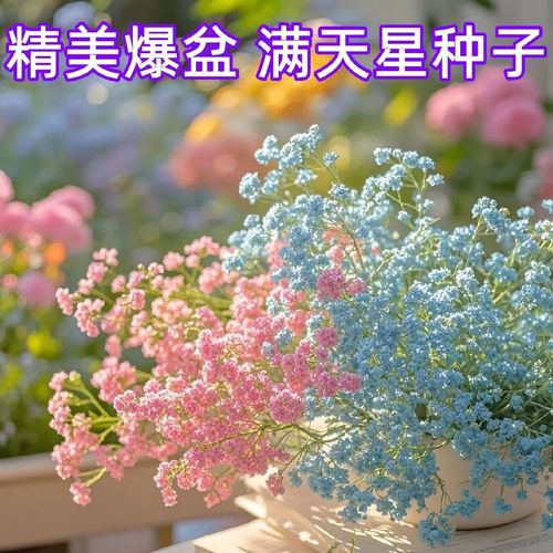满天星种子一盆放几个，是什么颜色？满天星种子种几粒？-第2张图片-优品飞百科