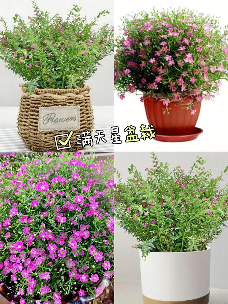 满天星种子一盆放几个，是什么颜色？满天星种子种几粒？-第4张图片-优品飞百科