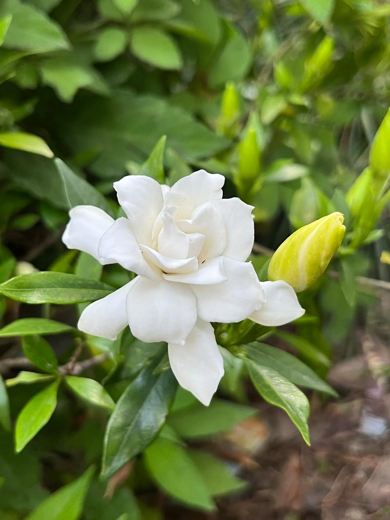 栀子花给水的正确方法?栀子花怎么放水里养?-第1张图片-优品飞百科 栀子花给水的正确方法?栀子花怎么放水里养?-第1张图片-优品飞百科