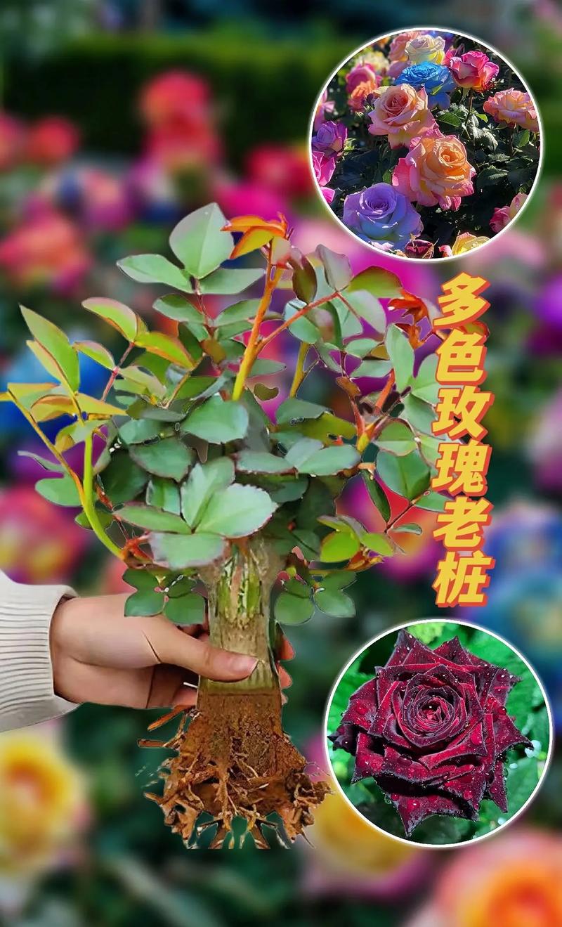 玫瑰花在风水上有忌讳吗，玫瑰花在风水上有忌讳吗女生？-第2张图片-优品飞百科