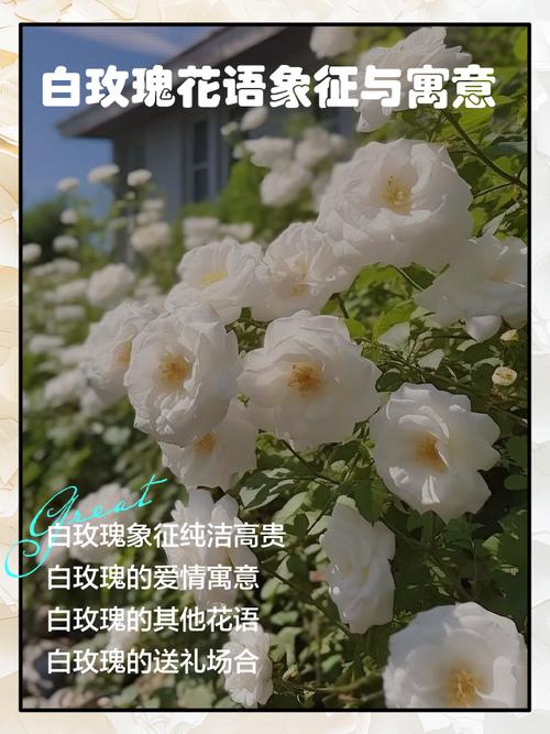 玫瑰花在风水上有忌讳吗，玫瑰花在风水上有忌讳吗女生？-第3张图片-优品飞百科