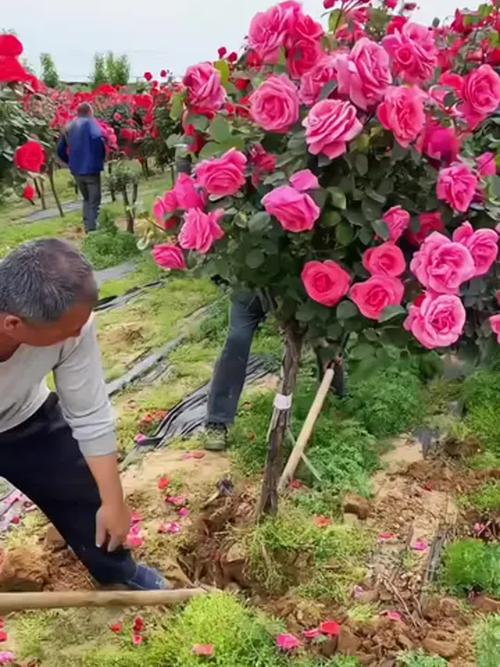玫瑰花在风水上有忌讳吗，玫瑰花在风水上有忌讳吗女生？-第4张图片-优品飞百科