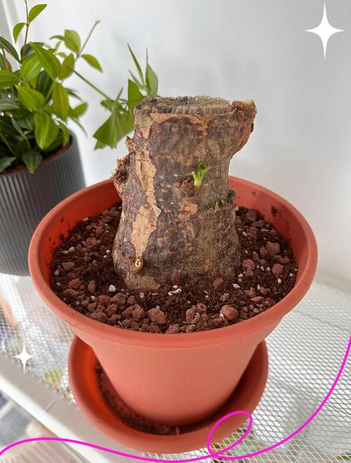 发财树树干腐烂怎么治，发财树树干烂了还能救活吗？