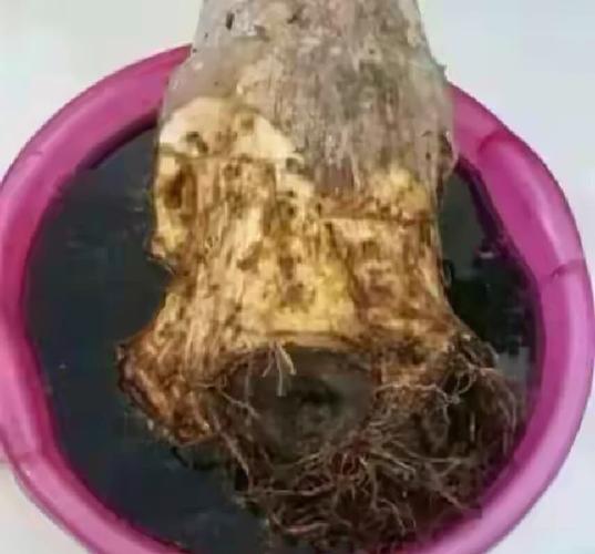 发财树树干腐烂怎么治，发财树树干烂了还能救活吗？-第2张图片-优品飞百科