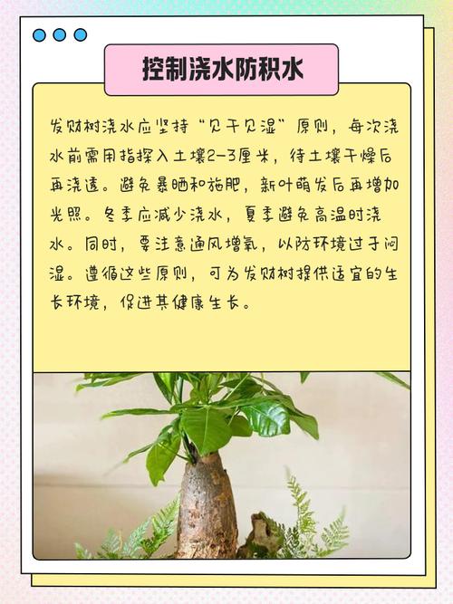 发财树树干腐烂怎么治，发财树树干烂了还能救活吗？-第3张图片-优品飞百科