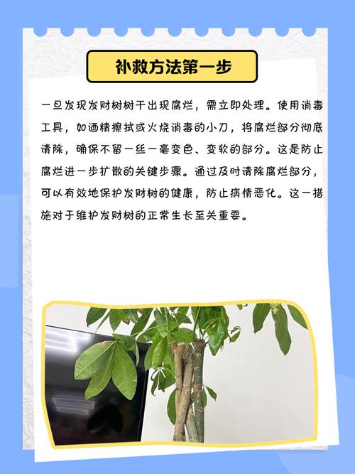 发财树树干腐烂怎么治，发财树树干烂了还能救活吗？-第4张图片-优品飞百科