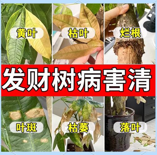 发财树树干腐烂怎么治，发财树树干烂了还能救活吗？-第5张图片-优品飞百科