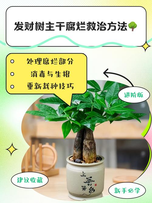 发财树树干腐烂怎么治，发财树树干烂了还能救活吗？-第6张图片-优品飞百科