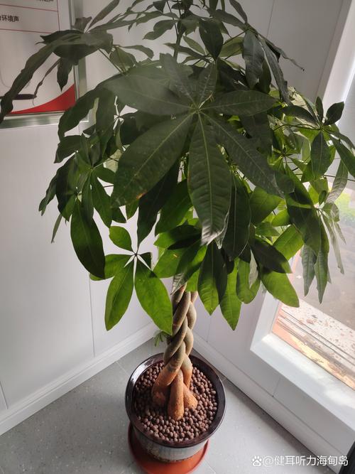 发财树树干腐烂怎么治，发财树树干烂了还能救活吗？-第7张图片-优品飞百科