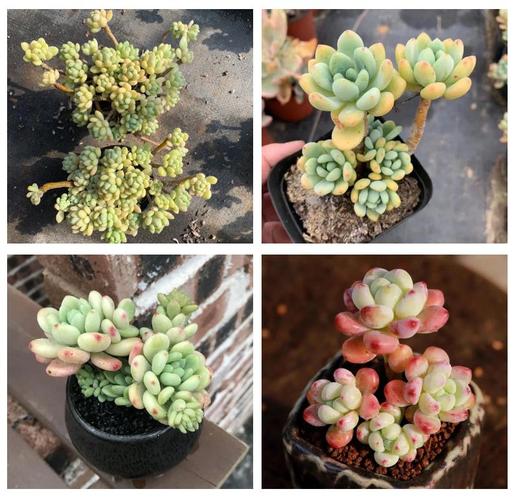 凝脂莲养殖方法和注意事项，凝脂莲养殖方法和注意事项视频-第1张图片-优品飞百科