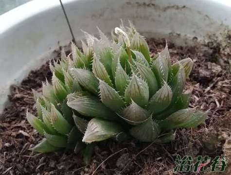 凝脂莲养殖方法和注意事项，凝脂莲养殖方法和注意事项视频-第2张图片-优品飞百科