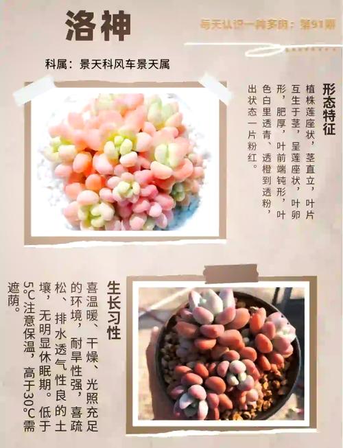 凝脂莲养殖方法和注意事项，凝脂莲养殖方法和注意事项视频-第3张图片-优品飞百科