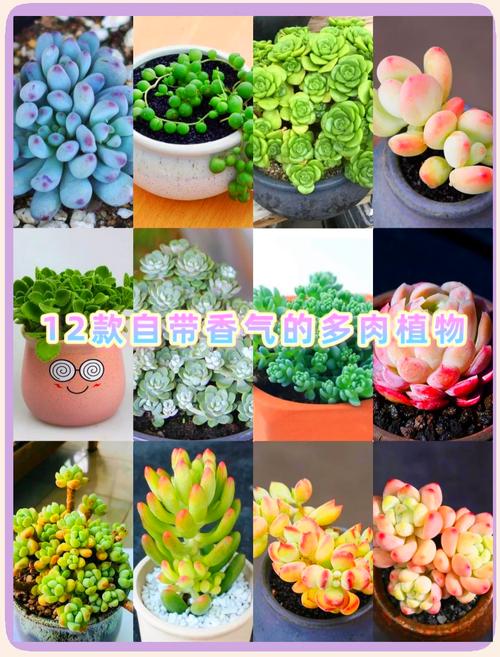 凝脂莲养殖方法和注意事项，凝脂莲养殖方法和注意事项视频-第4张图片-优品飞百科