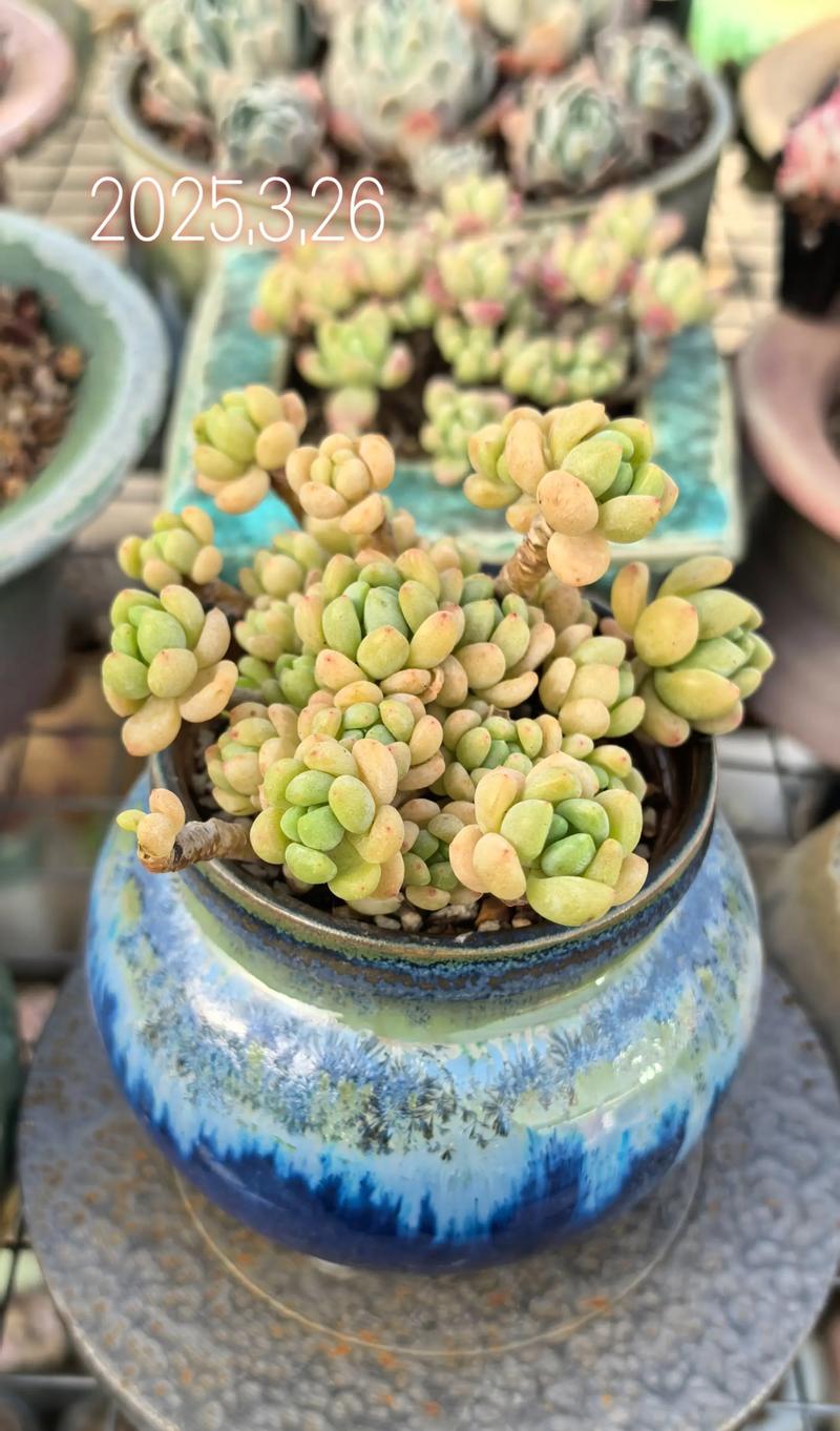 凝脂莲养殖方法和注意事项，凝脂莲养殖方法和注意事项视频-第6张图片-优品飞百科