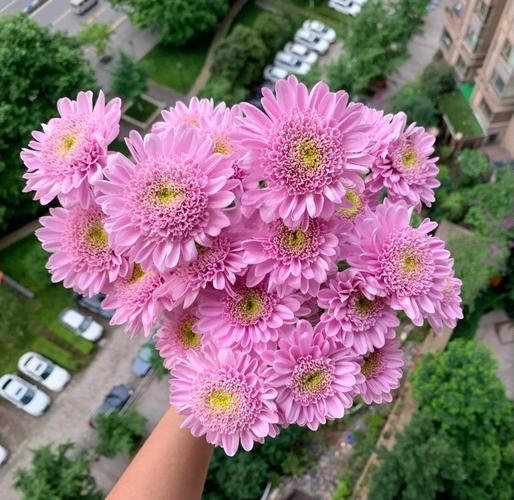 多头菊的养殖方法及注意事项，多头菊栽培管理技术-第4张图片-优品飞百科