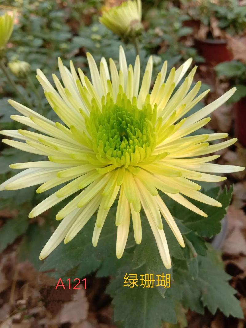 多头菊的养殖方法及注意事项，多头菊栽培管理技术-第5张图片-优品飞百科