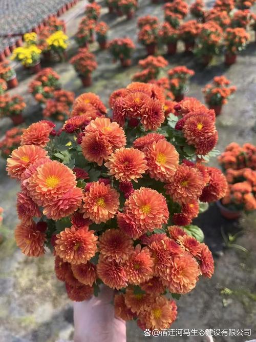 多头菊的养殖方法及注意事项，多头菊栽培管理技术-第6张图片-优品飞百科