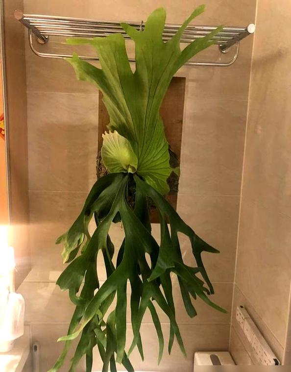 鹿角蕨怎么养？鹿角蕨怎么养护,多久浇一次水合适,需要晒太阳吗?？