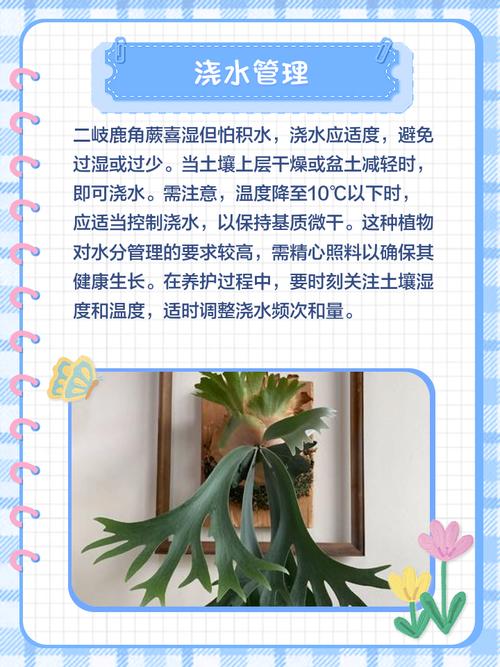 鹿角蕨怎么养?鹿角蕨怎么养护,多久浇一次水合适,需要晒太阳吗??-第2张图片-优品飞百科 鹿角蕨怎么养?鹿角蕨怎么养护,多久浇一次水合适,需要晒太阳吗??-第2张图片-优品飞百科