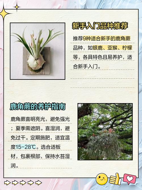 鹿角蕨怎么养?鹿角蕨怎么养护,多久浇一次水合适,需要晒太阳吗??-第3张图片-优品飞百科 鹿角蕨怎么养?鹿角蕨怎么养护,多久浇一次水合适,需要晒太阳吗??-第3张图片-优品飞百科