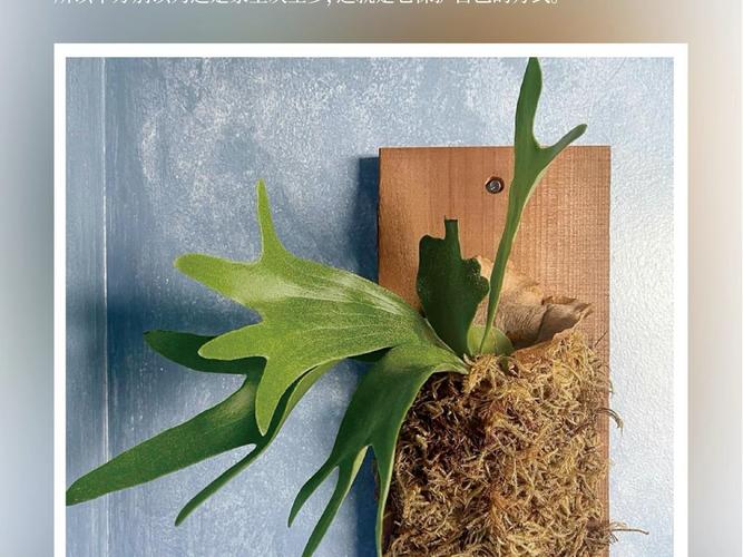 鹿角蕨怎么养?鹿角蕨怎么养护,多久浇一次水合适,需要晒太阳吗??-第4张图片-优品飞百科 鹿角蕨怎么养?鹿角蕨怎么养护,多久浇一次水合适,需要晒太阳吗??-第4张图片-优品飞百科