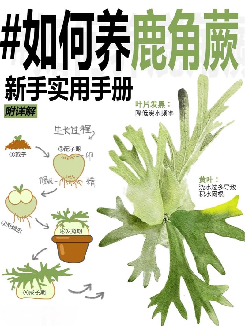 鹿角蕨怎么养?鹿角蕨怎么养护,多久浇一次水合适,需要晒太阳吗??-第5张图片-优品飞百科 鹿角蕨怎么养?鹿角蕨怎么养护,多久浇一次水合适,需要晒太阳吗??-第5张图片-优品飞百科