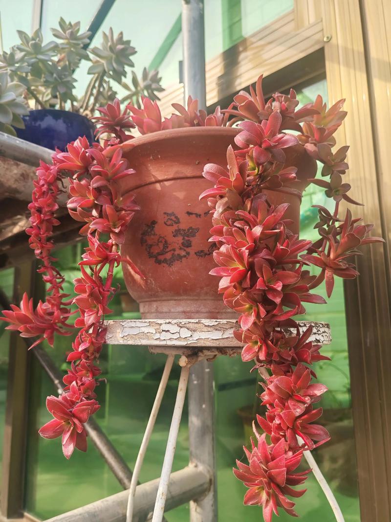 火祭锦的养殖方法？火祭与火祭锦？