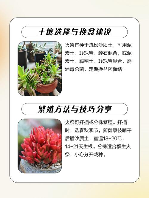 火祭锦的养殖方法?火祭与火祭锦?-第2张图片-优品飞百科 火祭锦的养殖方法?火祭与火祭锦?-第2张图片-优品飞百科