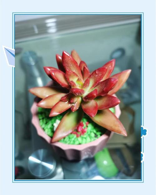 火祭锦的养殖方法?火祭与火祭锦?-第3张图片-优品飞百科 火祭锦的养殖方法?火祭与火祭锦?-第3张图片-优品飞百科