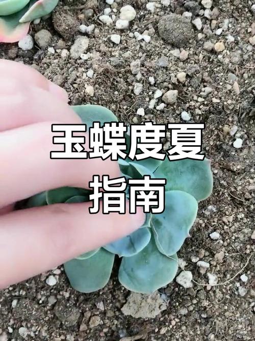 玉蝶黑腐了怎么办，玉蝶叶子发黑是黑腐吗？