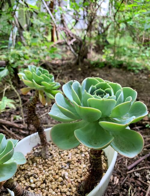 玉蝶黑腐了怎么办，玉蝶叶子发黑是黑腐吗？-第2张图片-优品飞百科